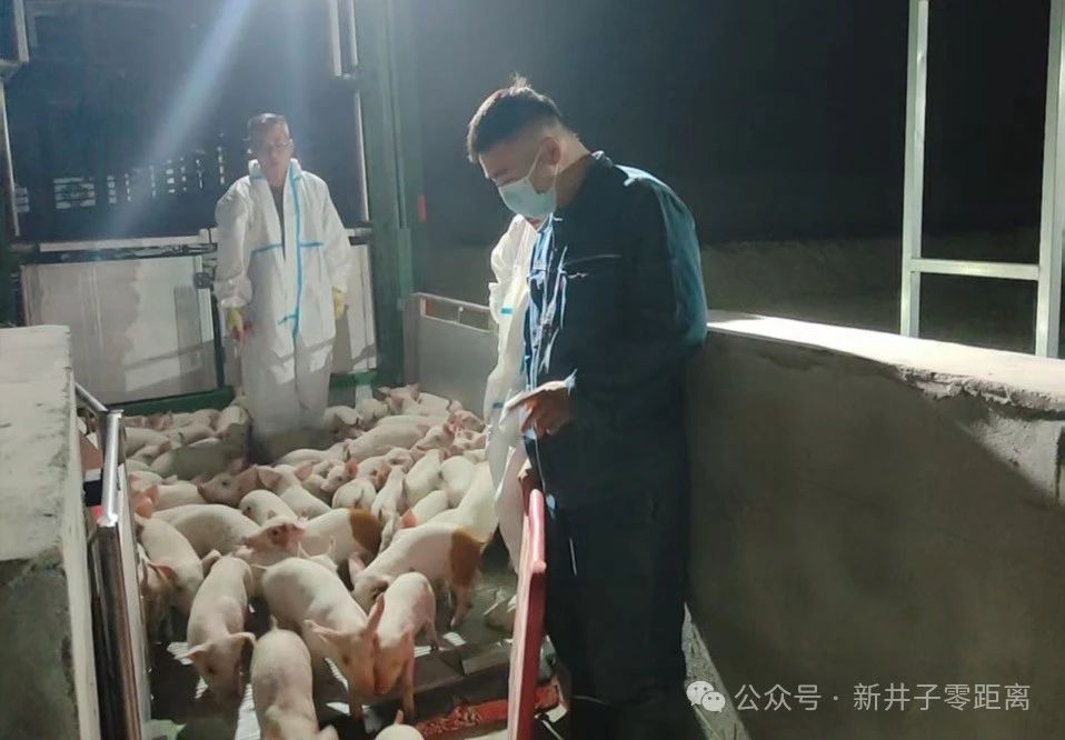 6000头仔猪“安家”二团